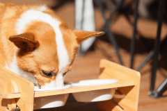 【愛犬可】オーシャンスイートドッグ