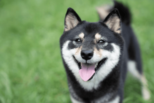 [Stay with Your Beloved Dog] Pet-Friendly Plan♪