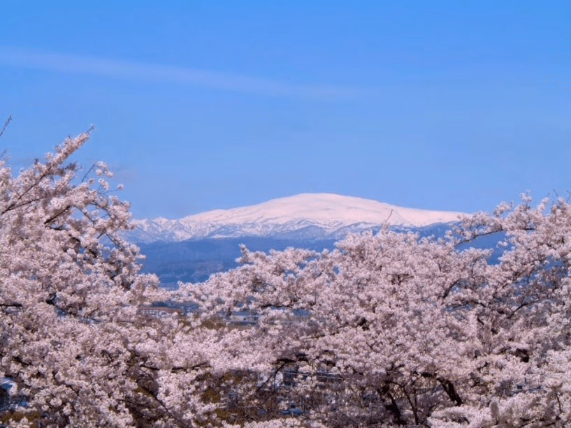【舞鶴山】天童を代表する桜の名所。山頂からは、桜越しに月山の残雪を望む春の絶景が広がります。