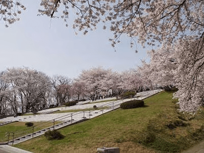 【天童市「舞鶴山」】約2000本の桜の名所。遊具もあり山全体が公園♪当館より車5分