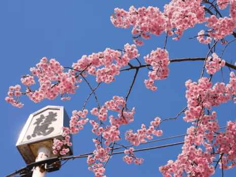 将棋のまち・天童に訪れる、桜色の季節。