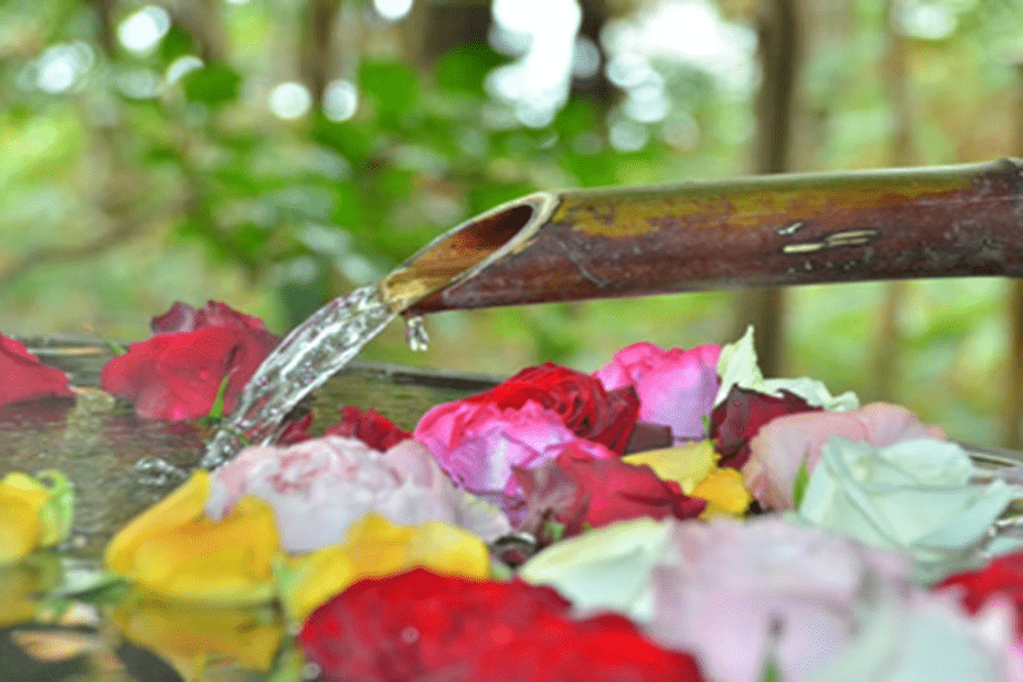 【バラ風呂】月に6日間だけ花開く・・・第1･第2･第3木＆金曜限定