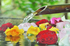 【バラ風呂】月に6日間だけ花開く・・・第1･第2･第3木＆金曜限定