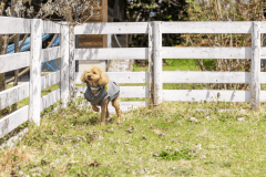 中コテージ（定員10名様）ペット同伴可