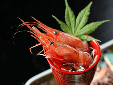 人気No.1<お料理重視>新鮮な地魚の「お造り9種盛り」付会席/石川の食材をふんだん使ったおもてなし 人気No.1<お料理重視>新鮮な地魚の「お造り9種盛り」付会席/石川の食材をふんだん使ったおもてなし