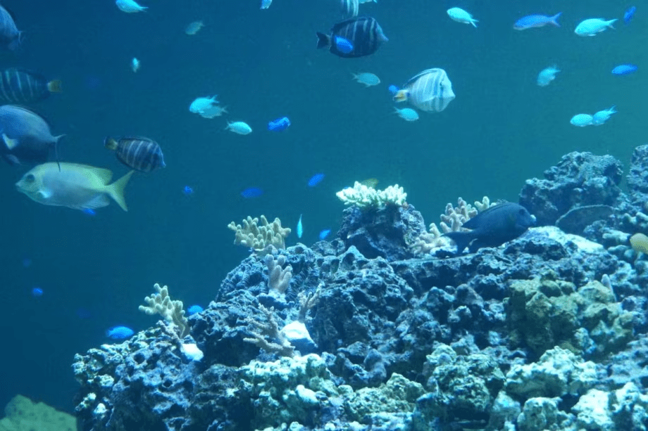 葛西臨海水族園のチケット付プラン