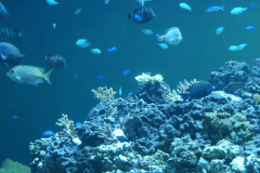 葛西臨海水族園のチケット付プラン