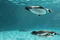 葛西臨海水族園のチケット付プラン
