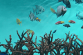 葛西臨海水族園のチケット付プラン