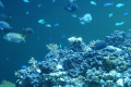 葛西臨海水族園のチケット付プラン