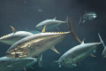 葛西臨海水族園&times;ダイヤと光の大観覧車の一般チケット2枚付きプラン（素泊まり）開業日～2026年10月12日宿泊者限定！プール「無料キャンペーン」実施中★☆≪会員様限定☆特典付♪≫