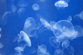 葛西臨海水族園&times;ダイヤと光の大観覧車の一般チケット2枚付きプラン（素泊まり）開業日～2026年10月12日宿泊者限定！プール「無料キャンペーン」実施中★☆≪会員様限定☆特典付♪≫