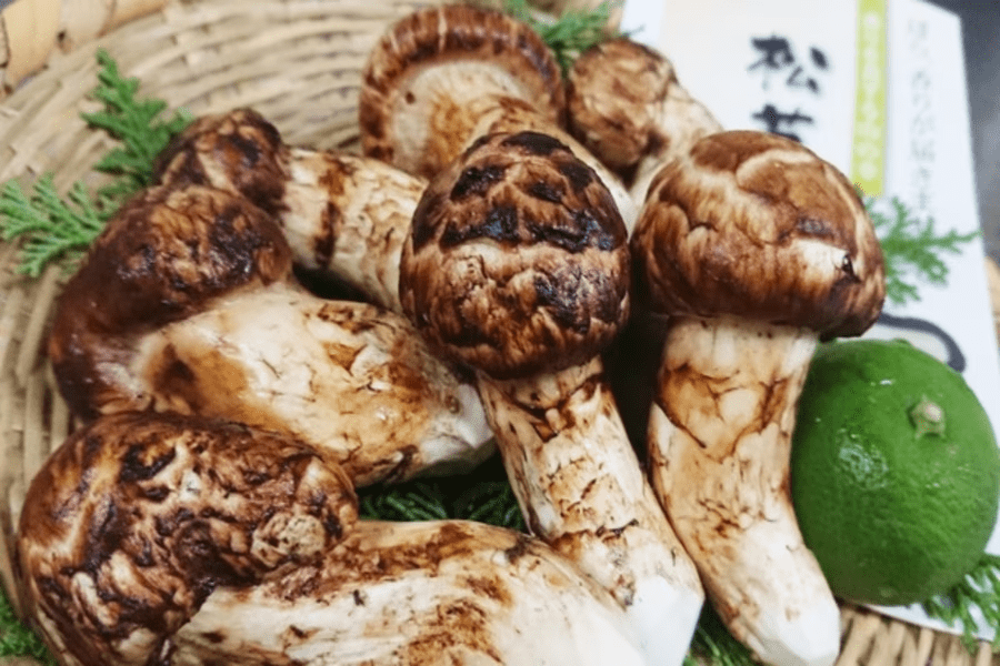 【秋薫る湖畔の贅沢】<1泊2食/季節限定>旬の芳醇な松茸の数々と神石牛の旨味が織りなす贅沢/松茸会席 【秋薫る湖畔の贅沢】<1泊2食/季節限定>旬の芳醇な松茸の数々と神石牛の旨味が織りなす贅沢/松茸会席