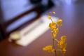 メインダイニングとお花