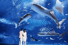 【沖縄美ら海水族館チケット】ジンベイザメやマンタに会いに行こう。選べる(洋食or和食)ブッフェ朝食付