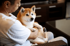 【SpecialOffer】30％OFF 愛犬と過ごすリゾートステイ（ブッフェ朝食付）