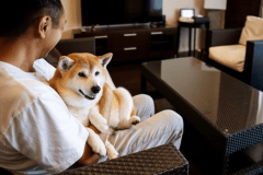 コンド棟　ドッグフレンドリー　61～75平米