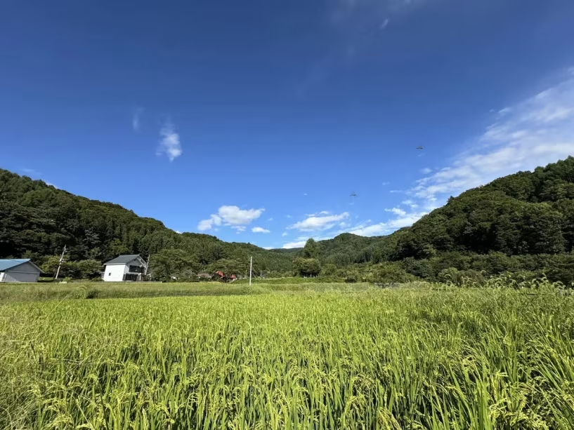【10月4日・18日限定!】黄金の田んぼで大冒険!稲刈り体験付きプラン 【10月4日・18日限定!】黄金の田んぼで大冒険!稲刈り体験付きプラン