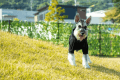 🐾【ペット同伴可】■グランシアドーム■＜ドッググランデ＞10Mドーム・ドッグラン・天然温泉付