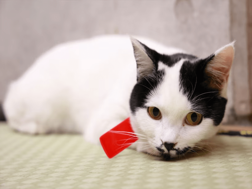 【坂上動物王国出演記念】★゜・:*看板猫　今だからできる桜ニャンプラン★゜・:*:
