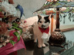 【坂上動物王国出演記念】★゜・:*看板猫　今だからできる桜ニャンプラン★゜・:*: