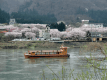 【坂上動物王国出演記念】★゜・:*看板猫　今だからできる桜ニャンプラン★゜・:*: