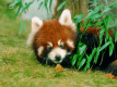 鯖江市西山動物園レッサーパンダに会いに来てね