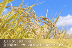 【プラン特典／大人おひとりさまにつき魚沼産コシヒカリ2kg袋をお土産にプレゼント】当館で提供の、契約農家直送 魚沼産コシヒカリをお土産にご用意いたします。