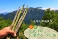 【山たけのこ山菜ウィーク】苗場観光協会が主催の、毎年大人気の山菜採りイベント。今年は6月の3週に渡り開催！ 土曜宿泊、翌日の日曜に、参加者全員で山に入ります。
