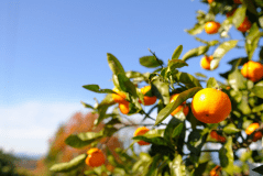 【秋旅！第3弾】【みかん狩り体験付き】＜松阪牛ステーキ付＞実り豊かな秋旅をー美食オールインクルーシブ