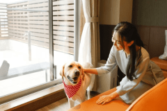 愛犬と宿泊 愛犬と宿泊