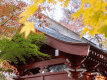 紅葉時期の光泉寺