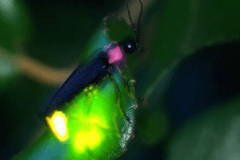 ★蛍の散歩道参加希望プラン!!★期間限定10日+20日間のみ！