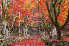 《1泊2食付》鶏足寺まで徒歩15分！一番近い宿で朝の絶景と静寂を独り占め宿泊プラン【鶏足寺・紅葉散策チケット付】