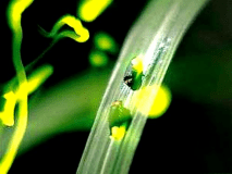 幻想的な光に包まれて♪辰野町蛍■送迎バス付■プラン！ご夕食17:00～