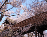 ♪♪高遠桜☆お花見プラン♪♪お土産付き♪♪