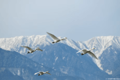 白鳥飛来地・御宝田遊水池
