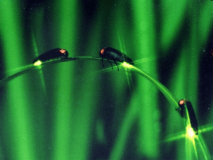 幻想的なホタルを鑑賞