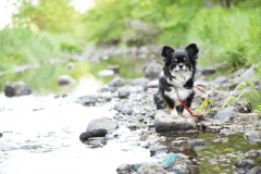 Dog Villa <KAZE>|専用ドッグラン(87.59㎡)・プライベートサウナ・岩盤浴付き Dog Villa <KAZE>|専用ドッグラン(87.59㎡)・プライベートサウナ・岩盤浴付き