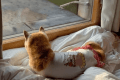 ペットと泊まれる宿