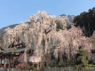 樹齢400年。毎年カメラマンが集う「しだれ桜と祖師堂」