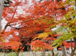 秋の三門（11月下旬）