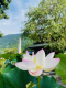 門前町 夏の風物詩【蓮の花】