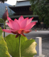 門前町 夏の風物詩【蓮の花】