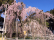 樹齢400年　仏殿前の桜