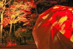 【奇跡のイルミネート】夜の紅葉狩りとデジタルアートを楽しむ♪ 【奇跡のイルミネート】夜の紅葉狩りとデジタルアートを楽しむ♪