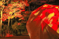 【奇跡のイルミネート】夜の紅葉狩りとデジタルアートを楽しむ♪ 【奇跡のイルミネート】夜の紅葉狩りとデジタルアートを楽しむ♪