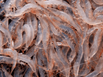 【期間限定】白えび　ホタルイカ　山菜　紅ズワイガニ　海と山の幸を味わうフルコース「富山春の味覚膳」