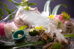 【初夏の味覚・活イカ】透き通るような身の美しさと、コリッとした食感、噛むほどに広がる甘み