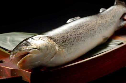 鰺ヶ沢町で、白神山地の清水を使用して養殖されている、幻の魚「イトウ」